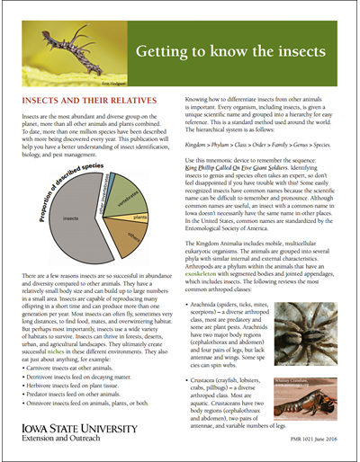 Getting to Know the Insects