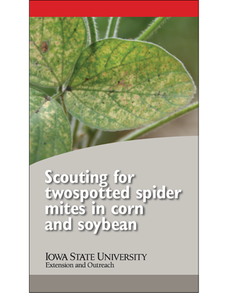 Scouting for twospotted spider mites in corn and soybean image number 0