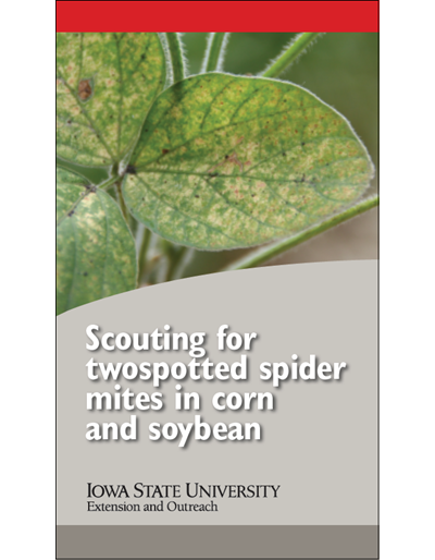 Scouting for twospotted spider mites in corn and soybean