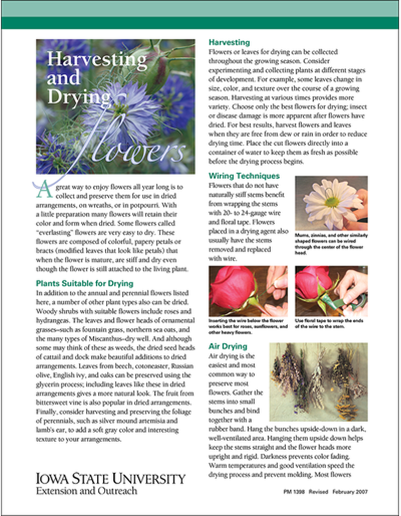 Harvesting and Drying Flowers image number 0