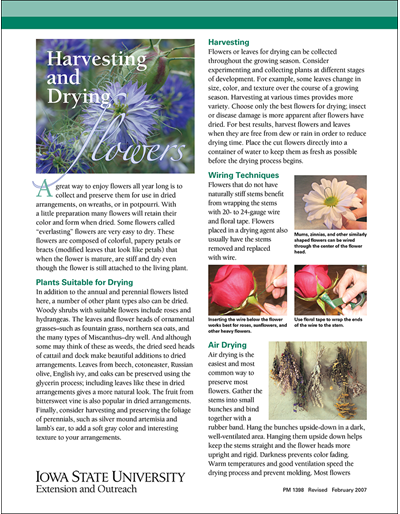 Harvesting and Drying Flowers