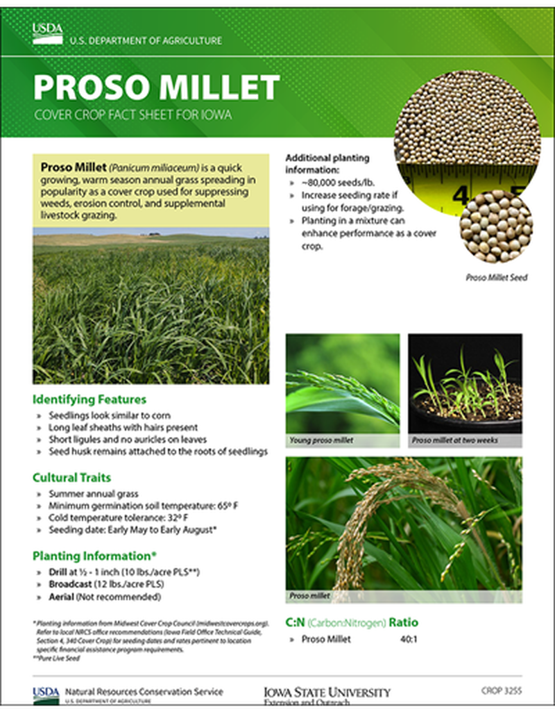 Proso Millet: Cover Crop Fact Sheet for Iowa image number 0