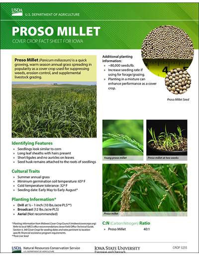 Proso Millet: Cover Crop Fact Sheet for Iowa