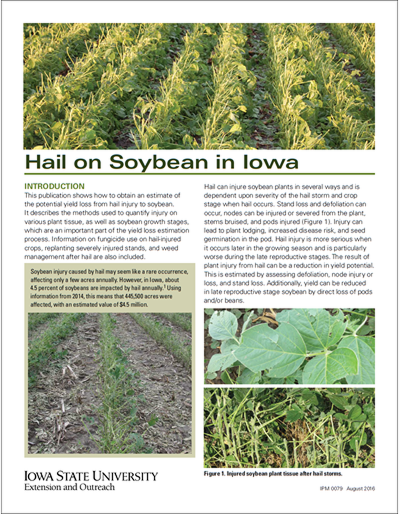Hail on Soybean in Iowa image number 0