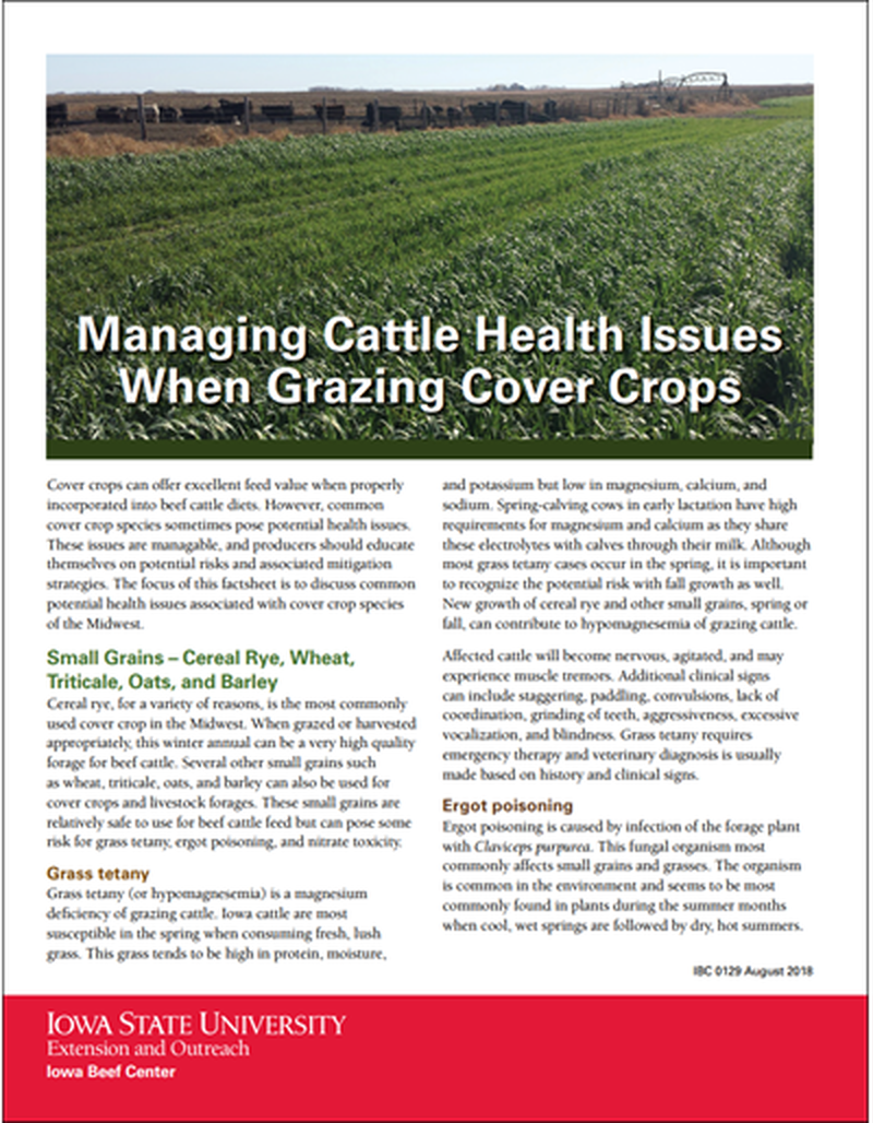 Managing Cattle Health Issues When Grazing Cover Crops image number 0