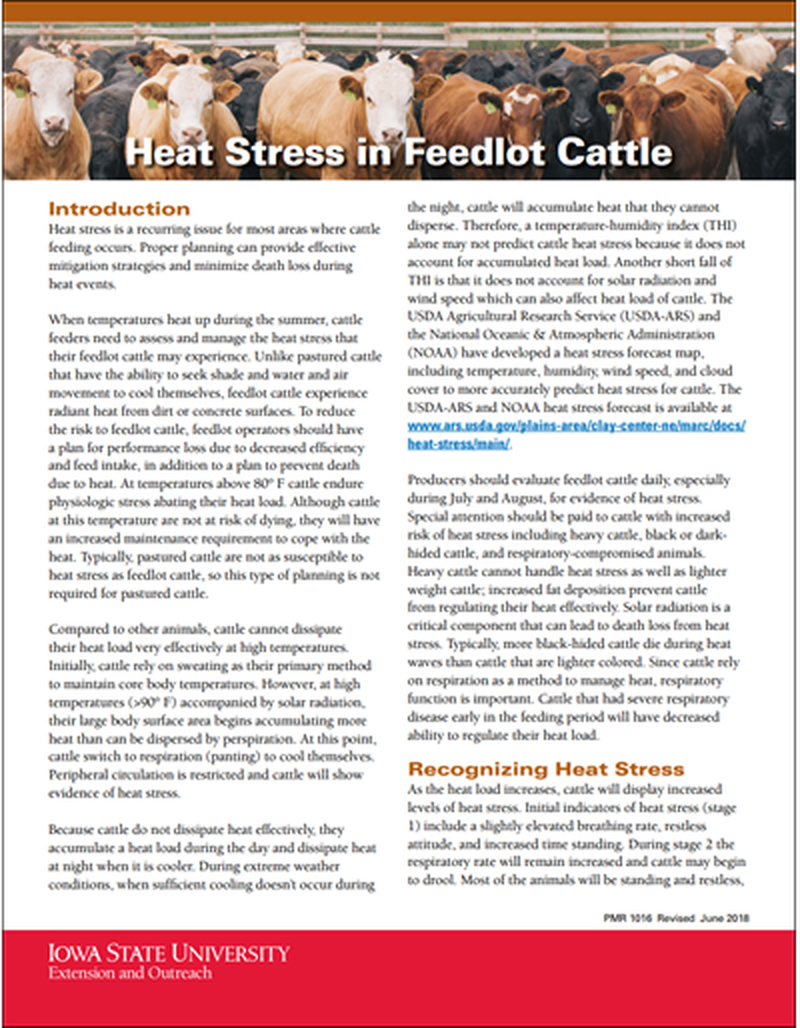 Heat Stress in Beef Cattle image number 0