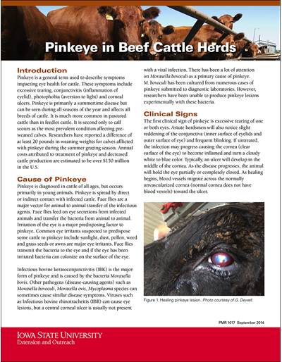 Pink Eye in Beef Cattle Herds