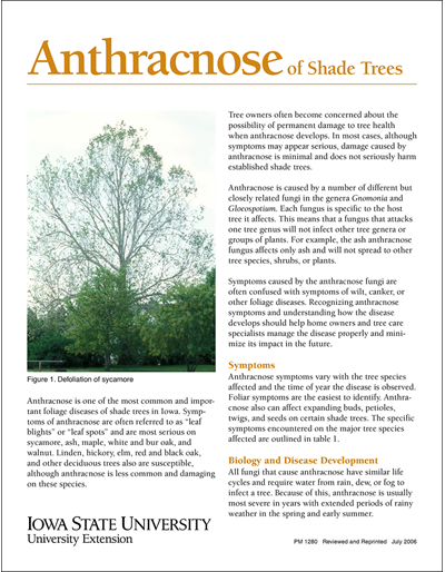 Anthracnose of Shade Trees