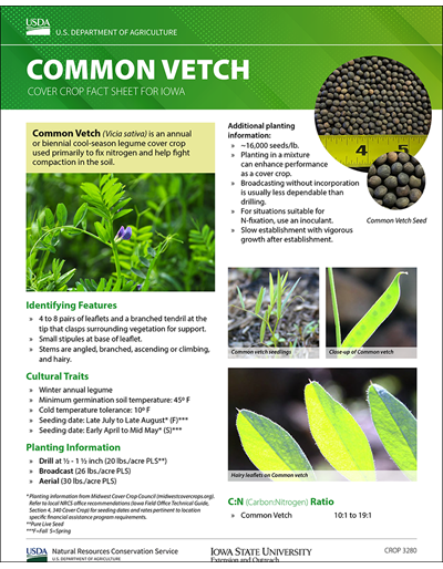 Common Vetch: Cover Crop Fact Sheet for Iowa
