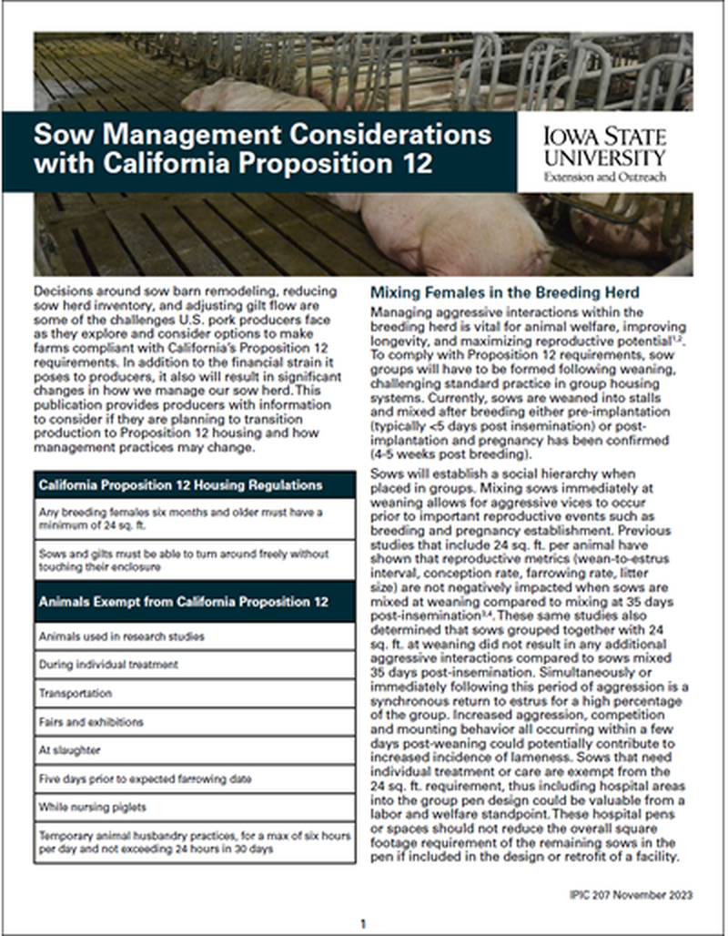 Sow Management Considerations with California Proposition 12 image number 0