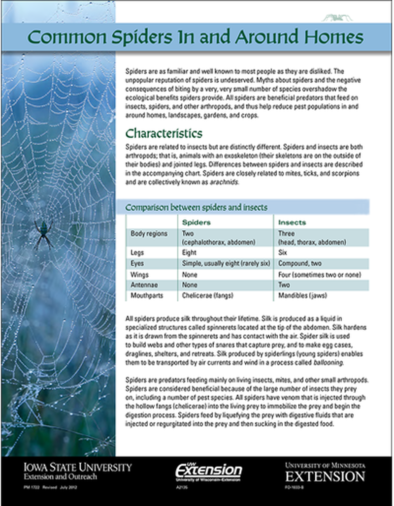 Common Spiders in and Around Homes image number 0