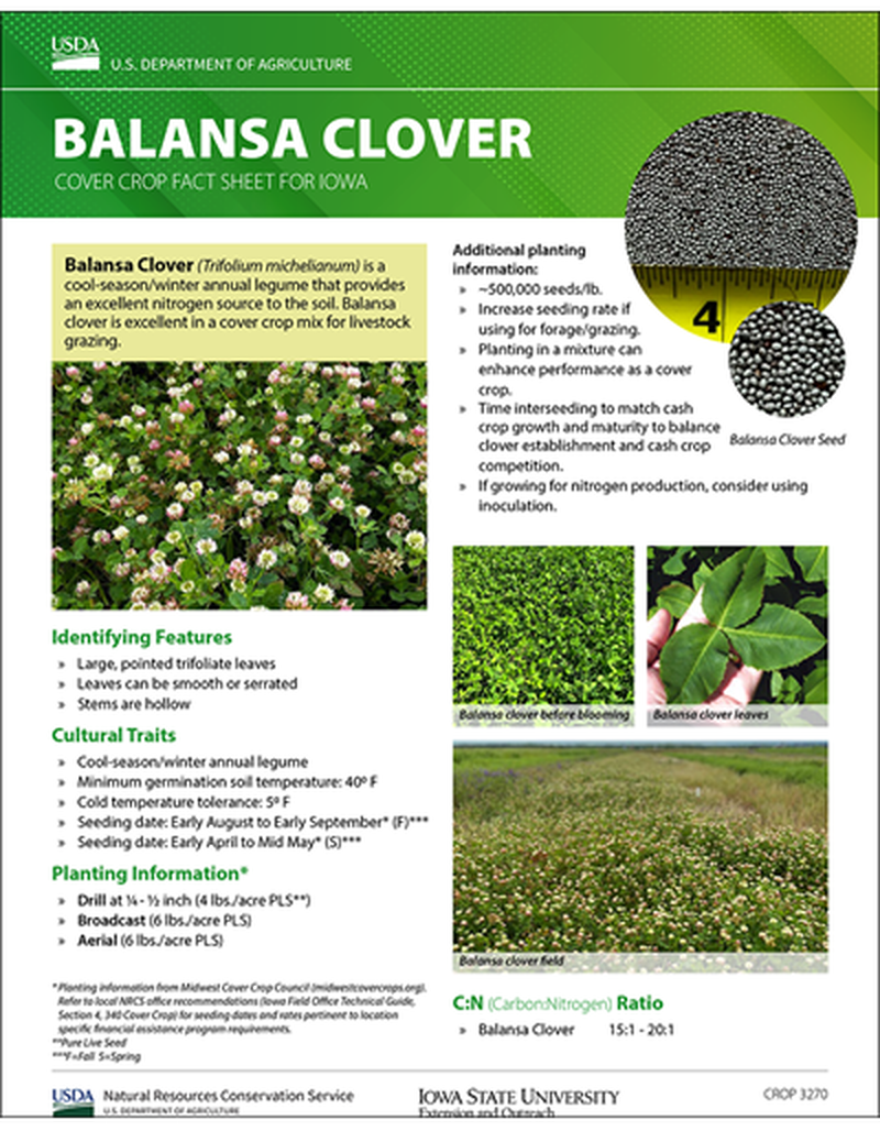 Balansa Clover: Cover Crop Fact Sheet for Iowa image number 0