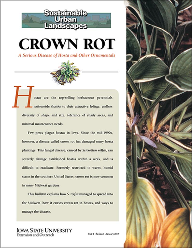Crown Rot: A Serious Disease of Hosta and Other Ornamentals - Sustainable Urban Landscapes image number 0