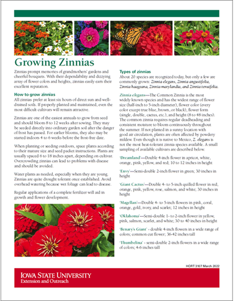 Growing Zinnias image number 0