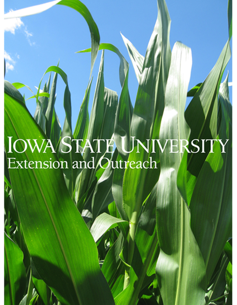 Upper plant canopy of a corn field image number 0