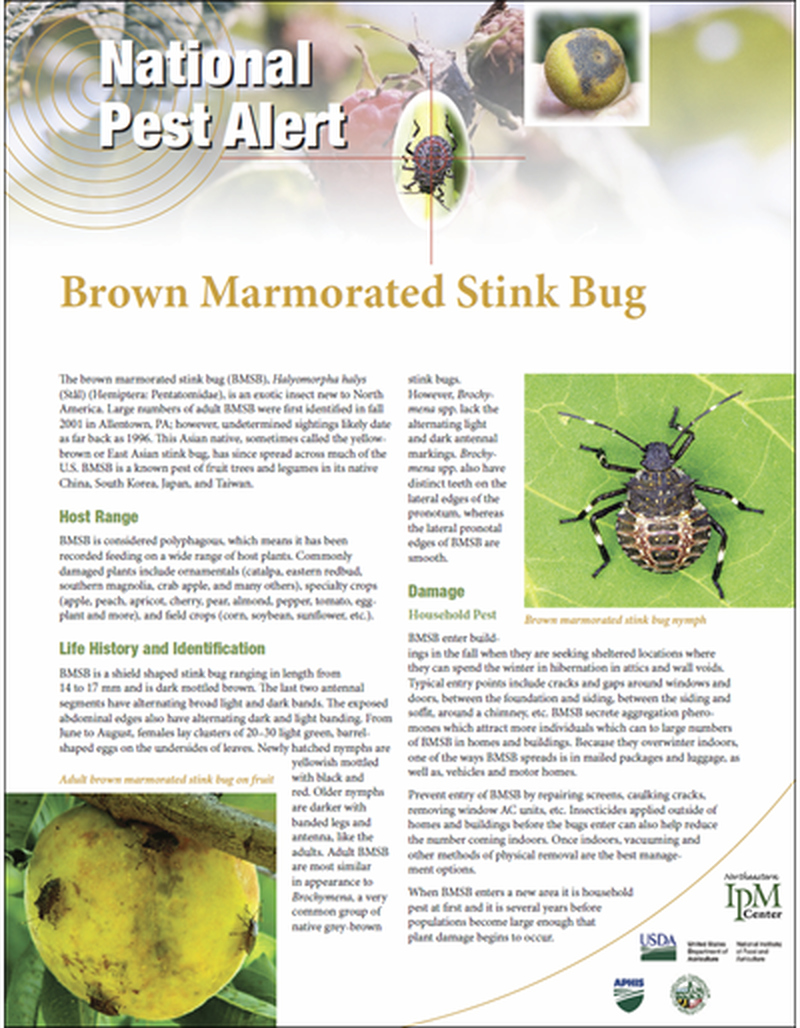 National Pest Alert - Brown Marmorated Stink Bug (Unit=50) image number 0
