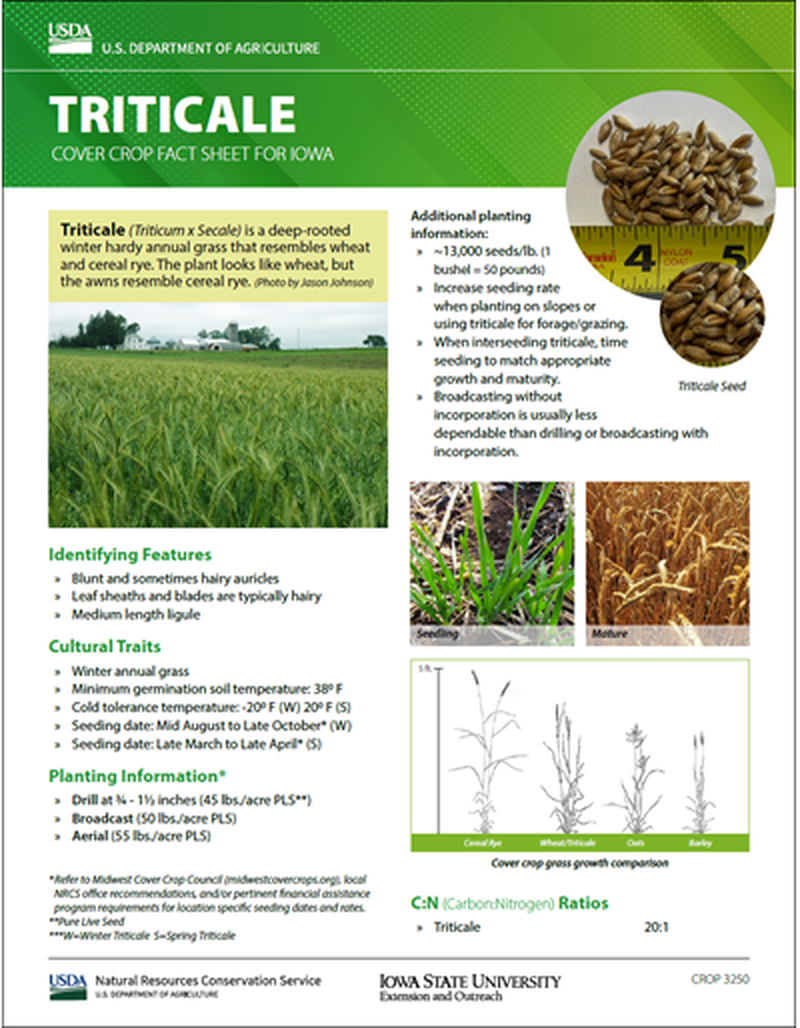 Triticale: Cover Crop Fact Sheet for Iowa image number 0