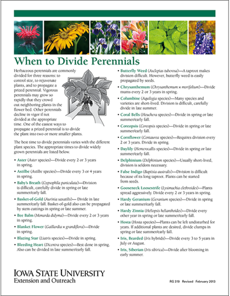 When to Divide Perennials image number 0