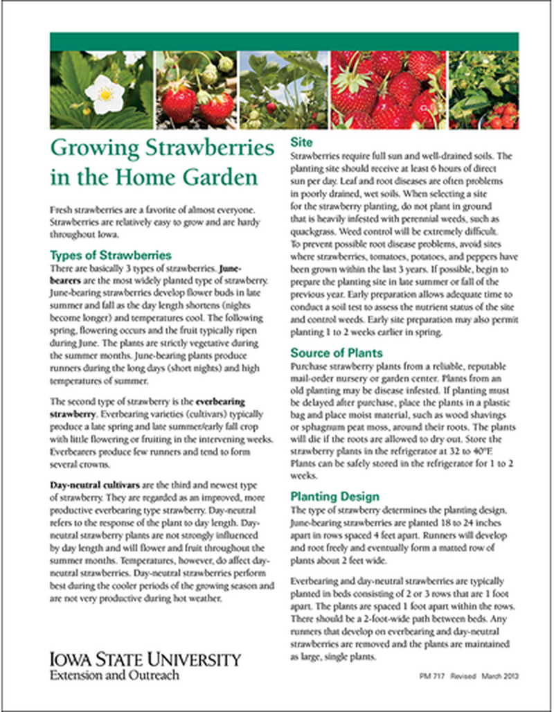 Growing Strawberries in the Home Garden image number 0