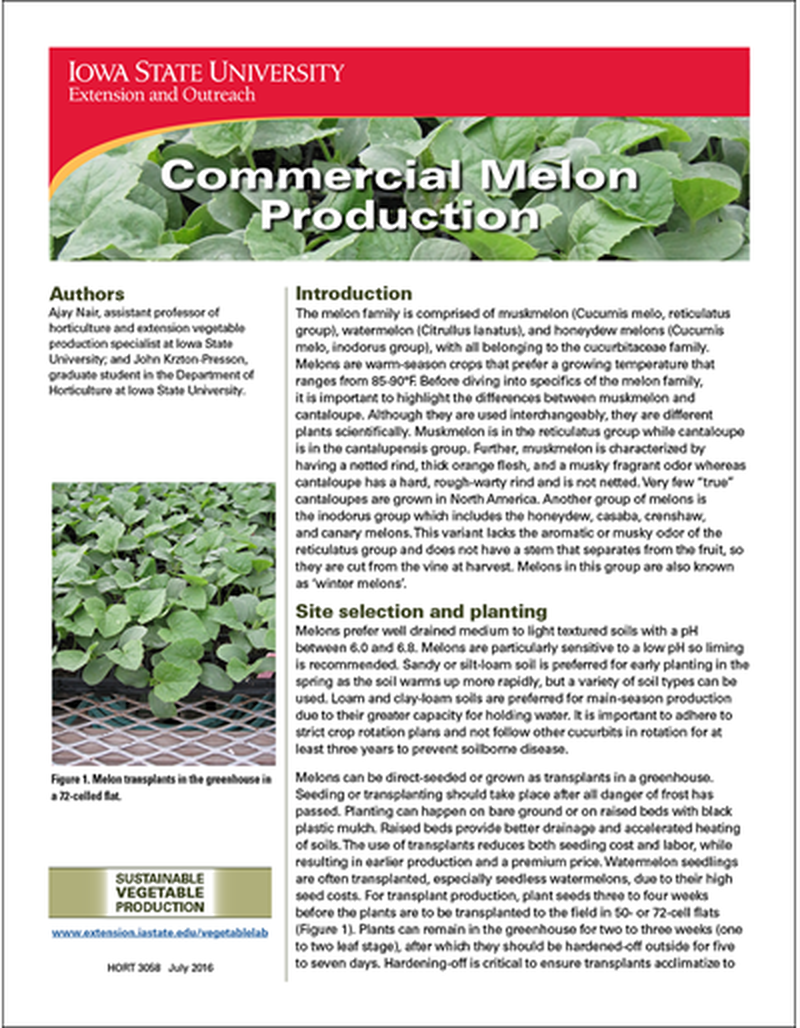 Commercial Melon Production image number 0