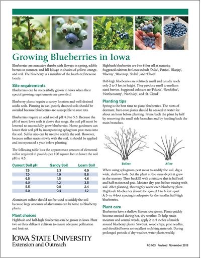 Growing Blueberries in Iowa