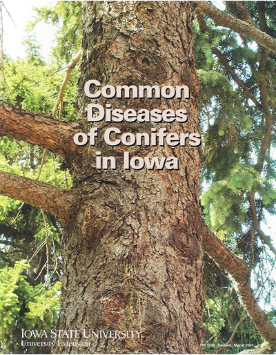 Common Diseases of Conifers in Iowa