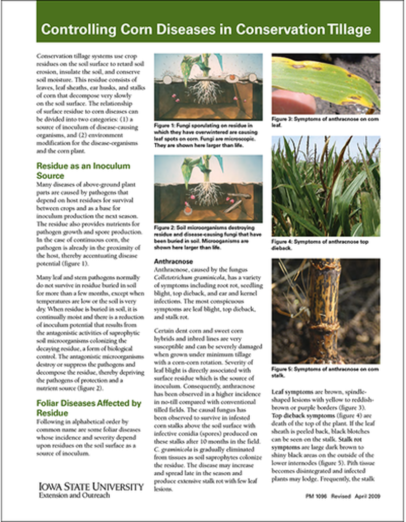 Controlling Corn Diseases in Conservation Tillage image number 0