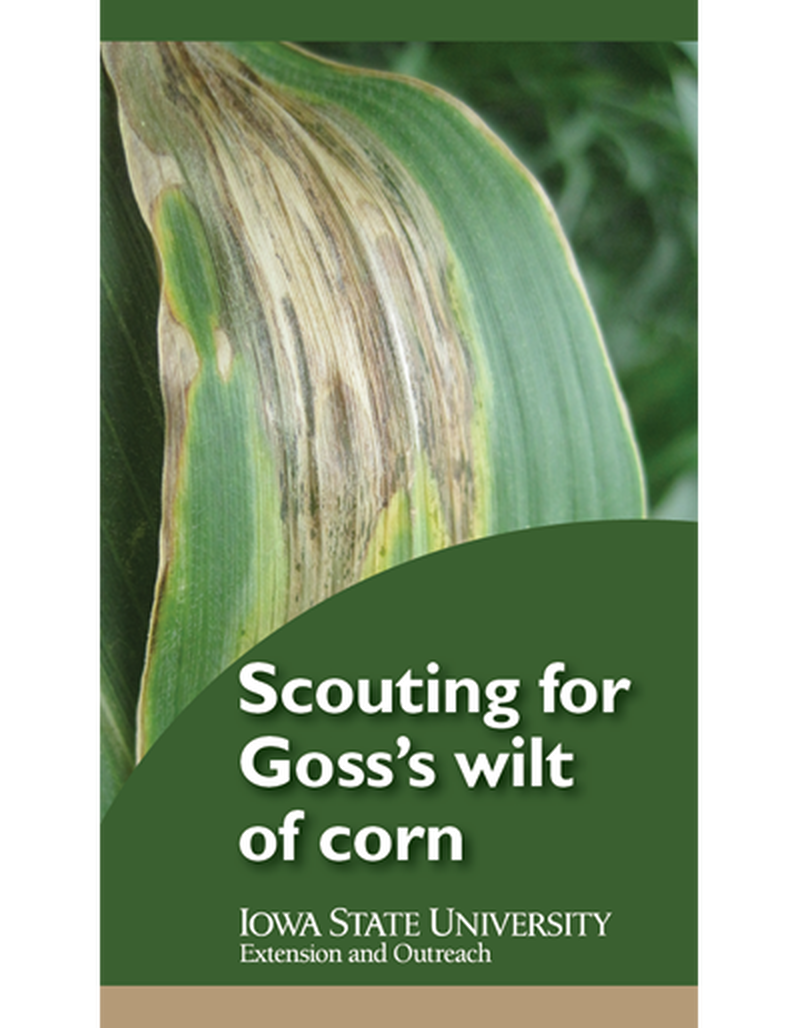 Scouting for Goss's wilt of corn image number 0