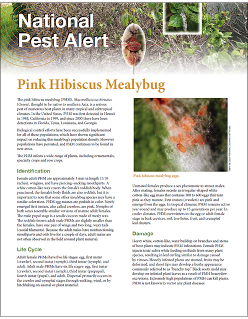 National Pest Alert - Pink Hibiscus Mealybug image number 0