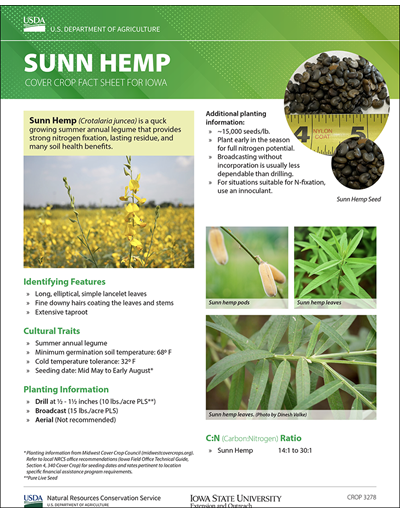 Sunn Hemp: Cover Crop Fact Sheet for Iowa