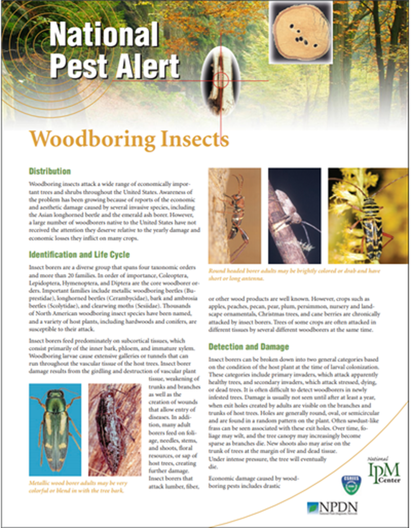 National Pest Alert - Woodboring Insects image number 0