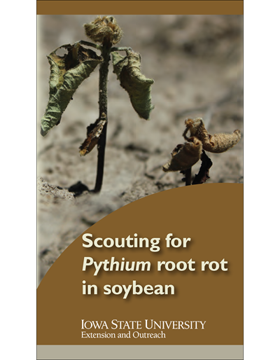 Scouting for Pythium root rot in Soybean