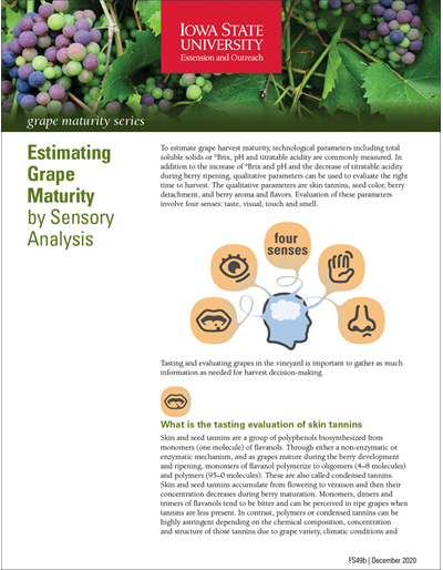 Estimating Grape Maturity by Sensory Analysis - Grape Maturity Series
