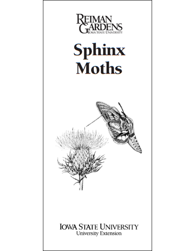 Sphinx Moths -- Reiman Gardens