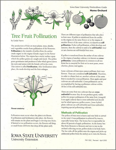 Tree Fruit Pollination