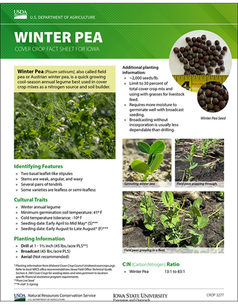 Winter Pea: Cover Crop Fact Sheet for Iowa image number 0