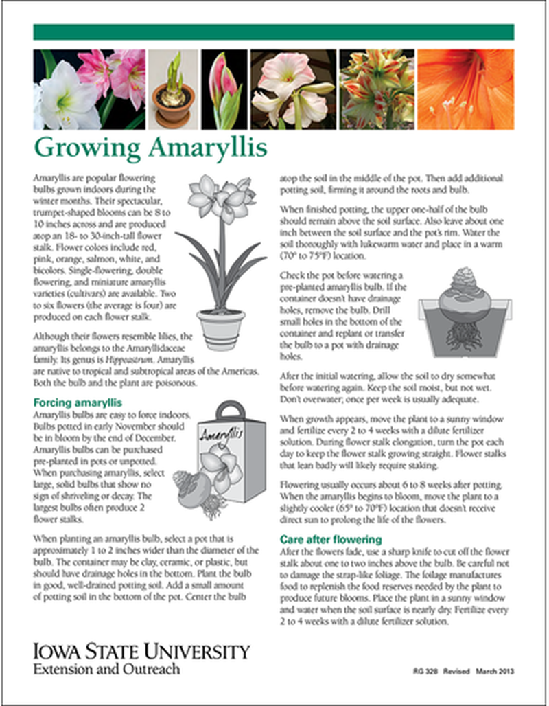 Growing Amaryllis image number 0