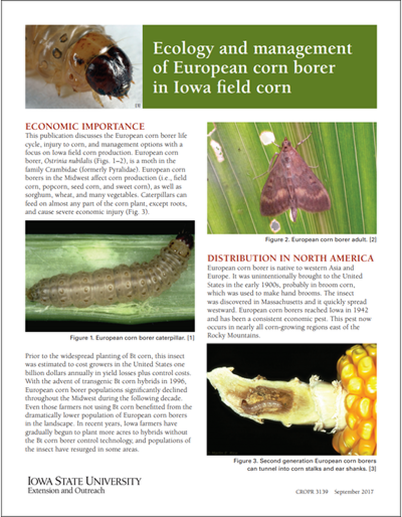 Ecology and management of European corn borer in Iowa field corn image number 1