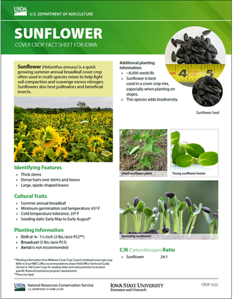 Sunflower: Cover Crop Fact Sheet for Iowa image number 0