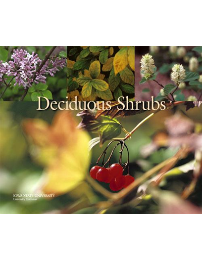 Deciduous Shrubs