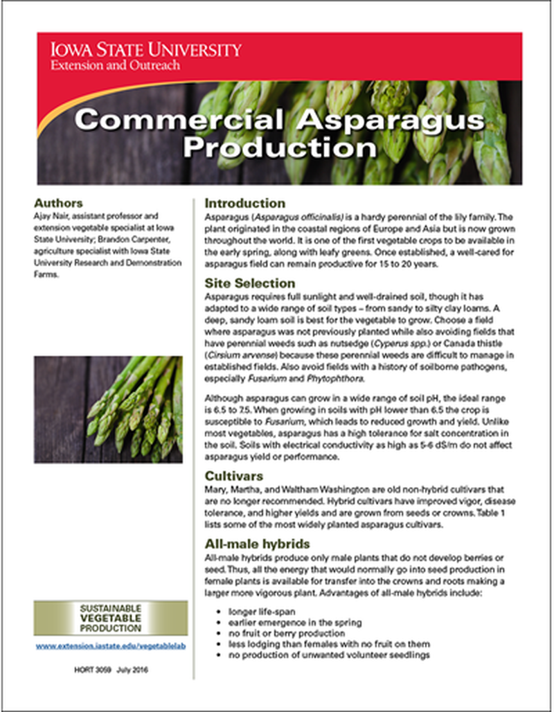 Commercial Asparagus Production image number 0