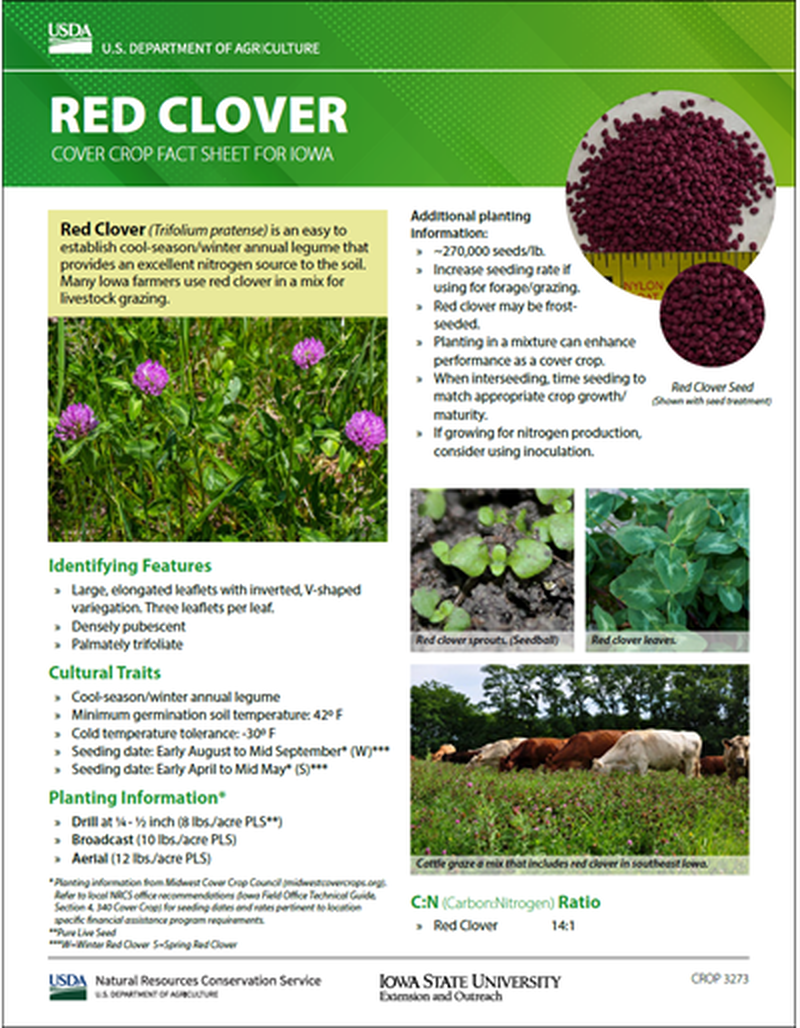 Red Clover: Cover Crop Fact Sheet for Iowa image number 0