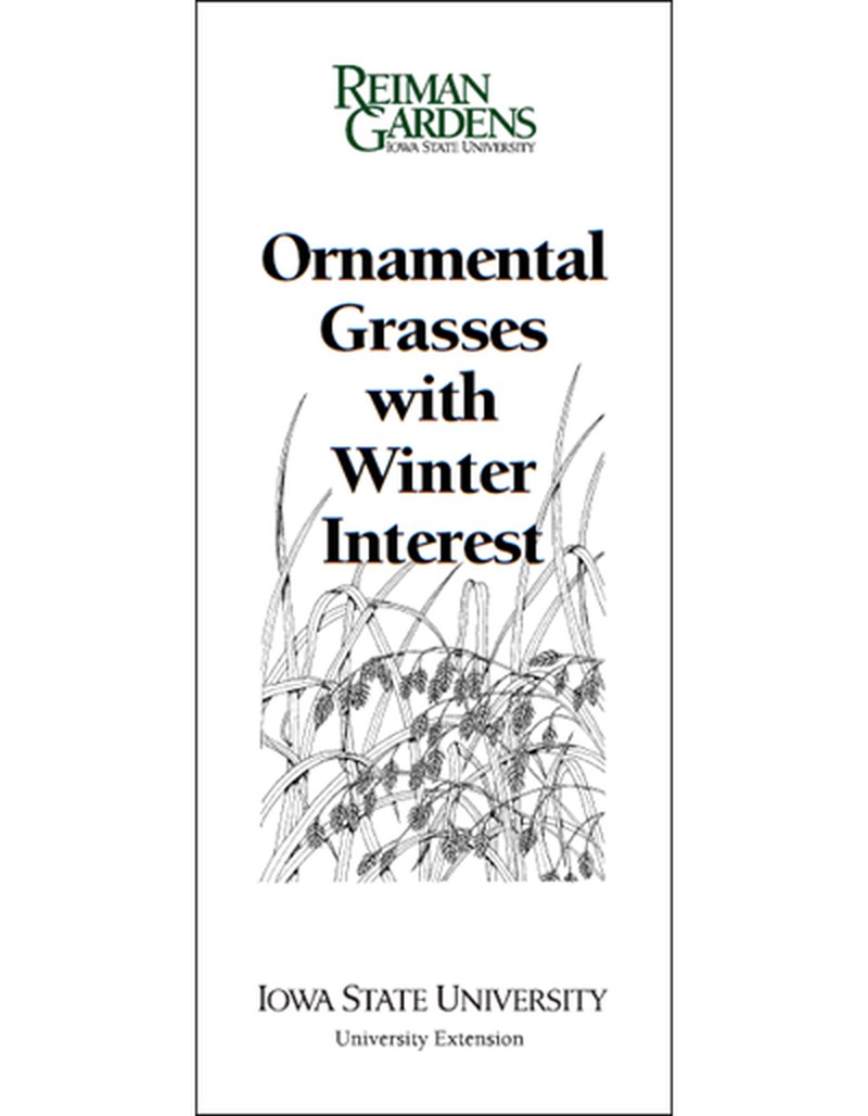 Ornamental Grasses with Winter Interest -- Reiman Gardens image number 0