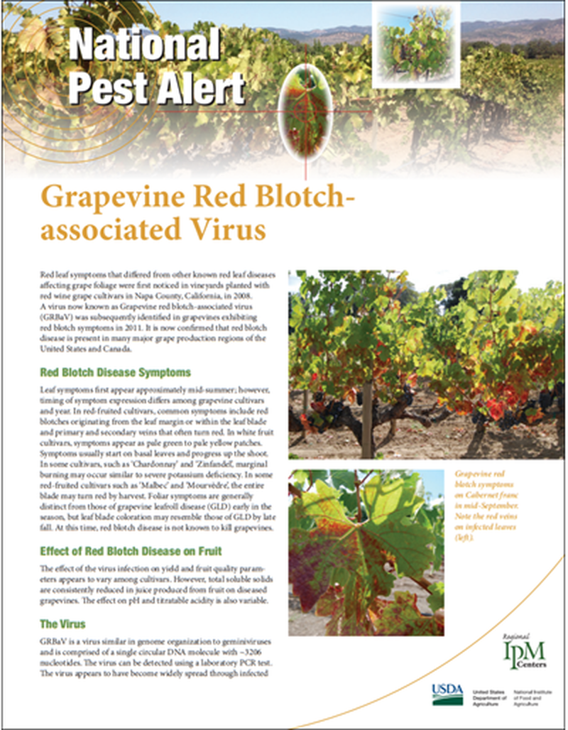 National Pest Alert - Grapevine Red Blotch-associated Virus image number 0