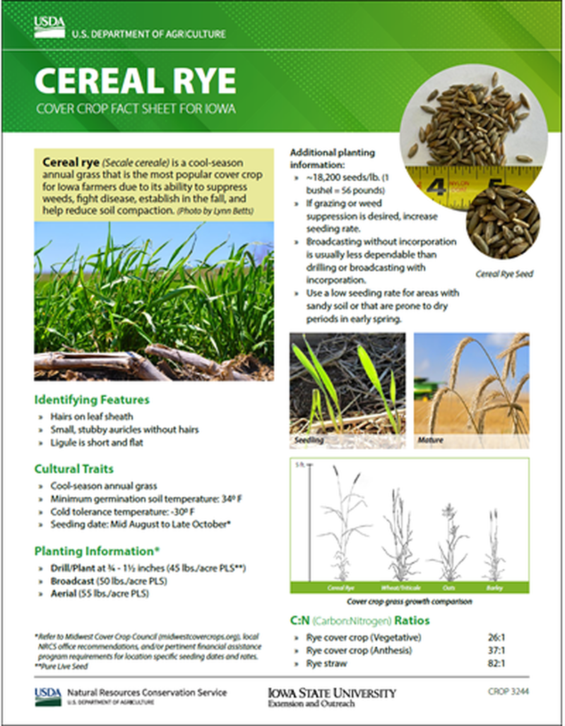 Cereal Rye: Cover Crop Fact Sheet for Iowa image number 0