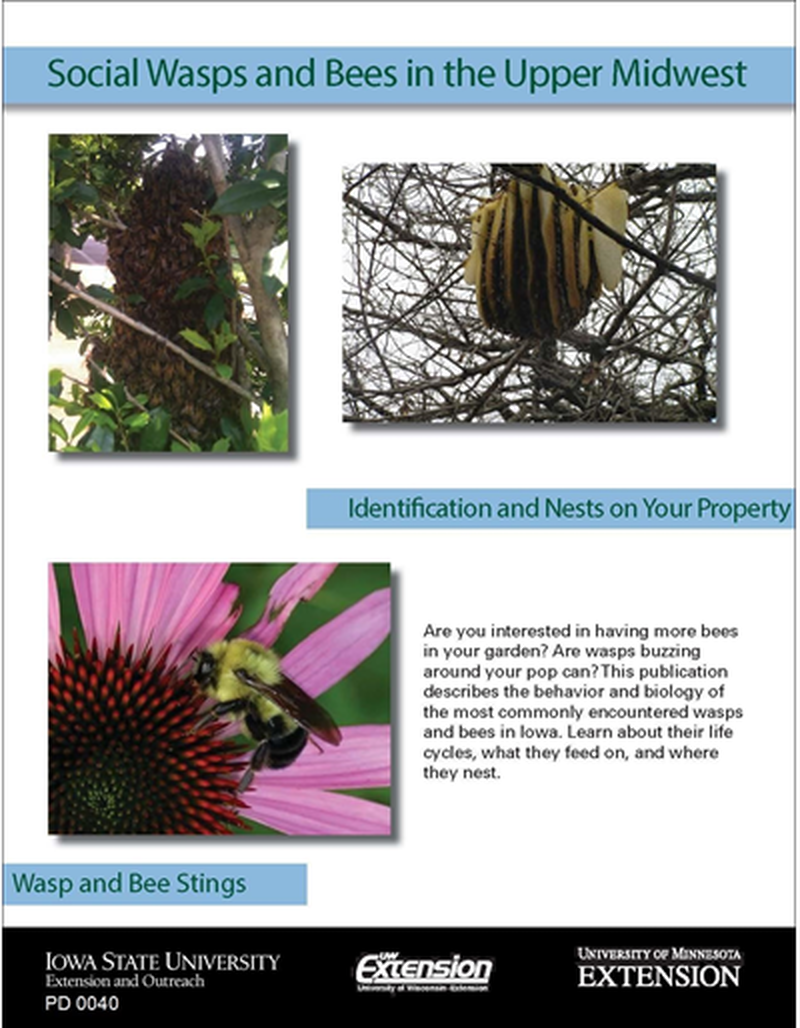 Social Wasps and Bees in the Upper Midwest image number 0