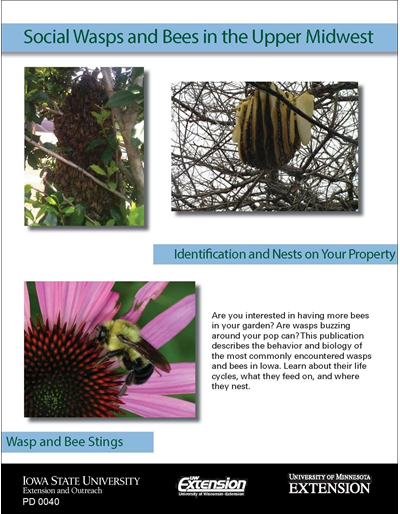 Social Wasps and Bees in the Upper Midwest