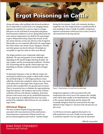 Ergot Poisoning in Cattle
