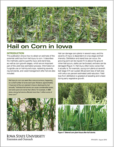 Hail on Corn in Iowa