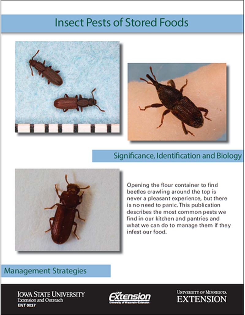 Insect Pests of Stored Foods image number 0